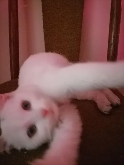 Котёнок лежит вверх лапами