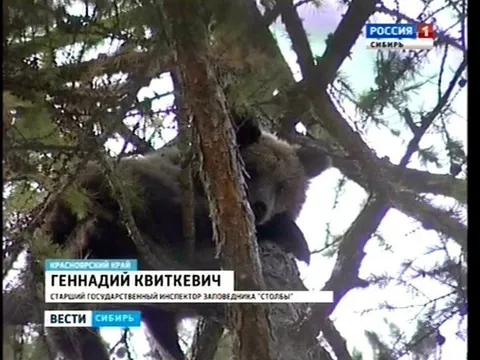 Геннадий Квиткевич на дереве