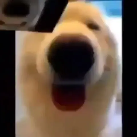 A Happy Doggy Moment