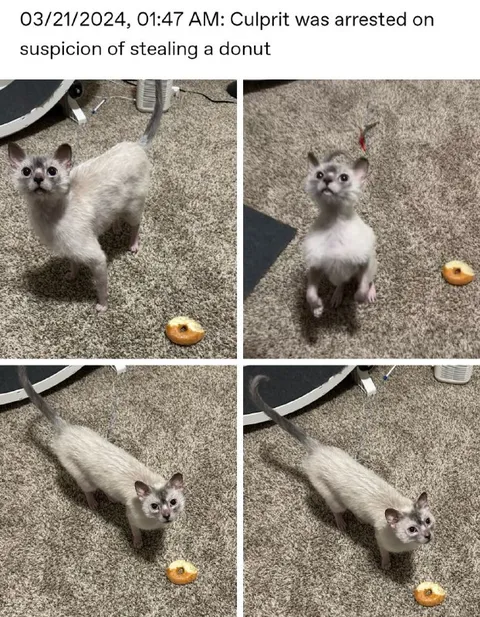 Cat Arrested for Donut Theft