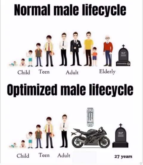 Optimized Male Lifecycle