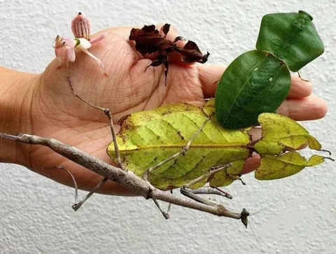 Насекомые, которых не заметишь