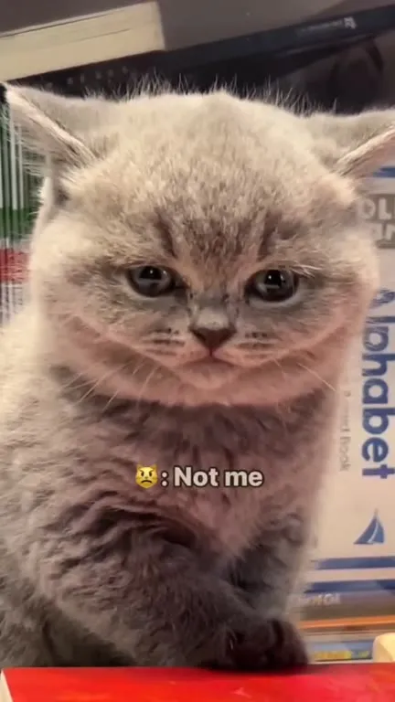 Kitten Denies Double Chin