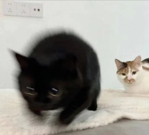 Черный кот крадется к цели