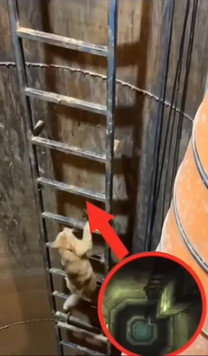 Котёнок лезет по лестнице