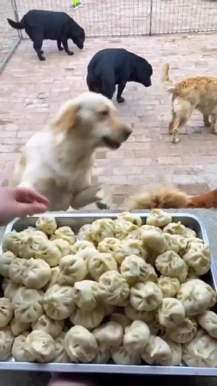 Собаки ждут хинкали