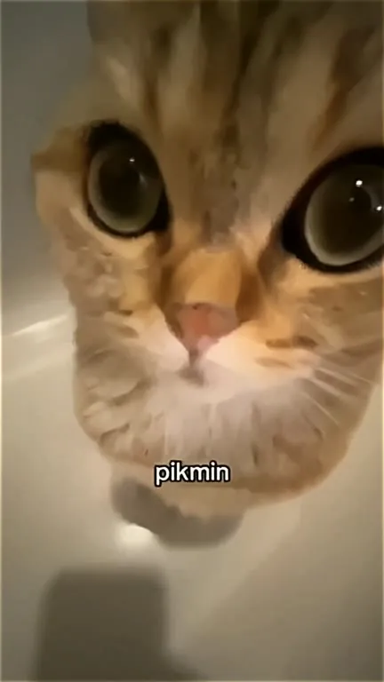 Кот с огромными глазами