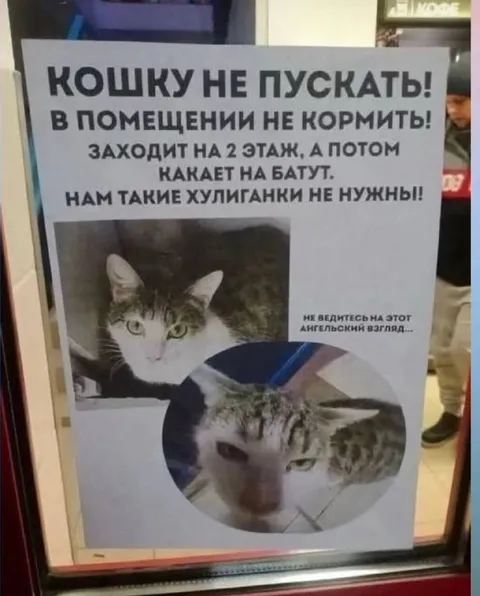 Объявление про кошку-хулиганку