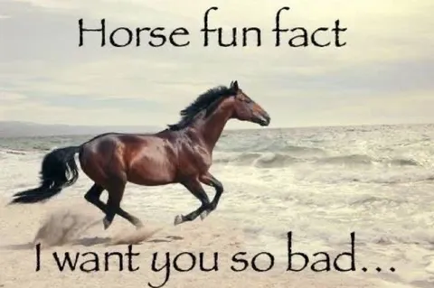 Horse Fun Fact I Want You