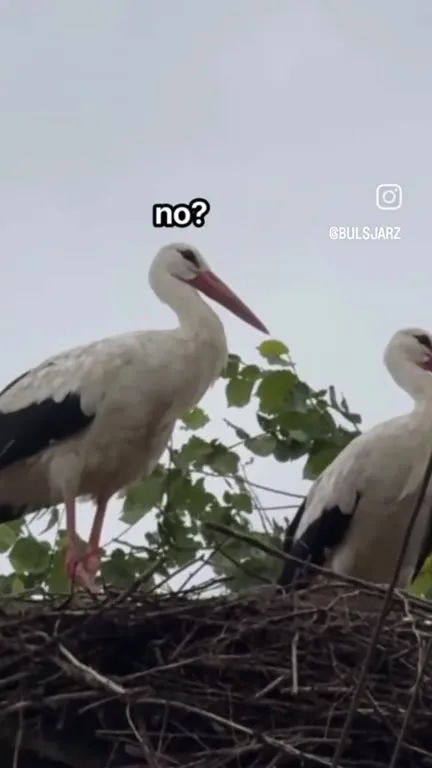Bociany wybierają youtubera