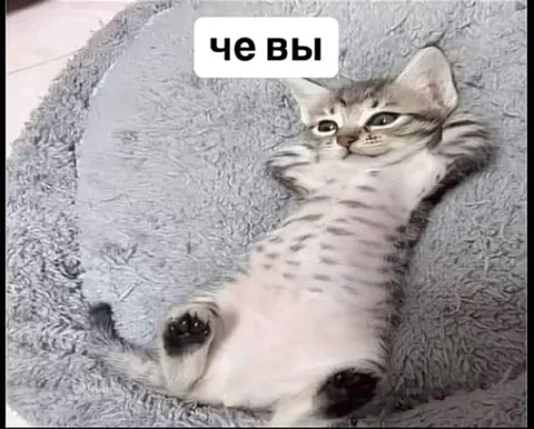 Котик лежит и смотрит