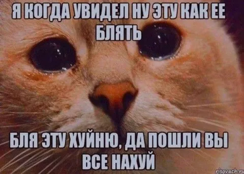 Кот увидел эту хуйню