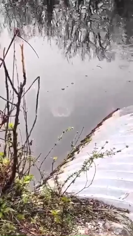 Крокодил появляется из воды