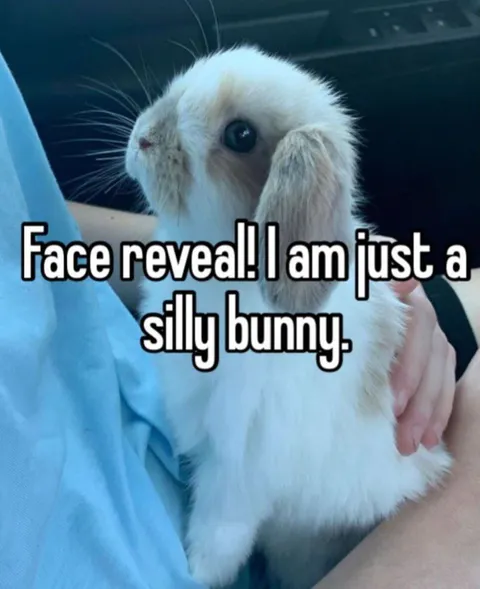 Silly Bunny Face Reveal