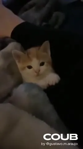 Котёнок исчезает в темноте
