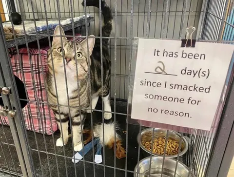 Cat Smacked Someone for No Reason