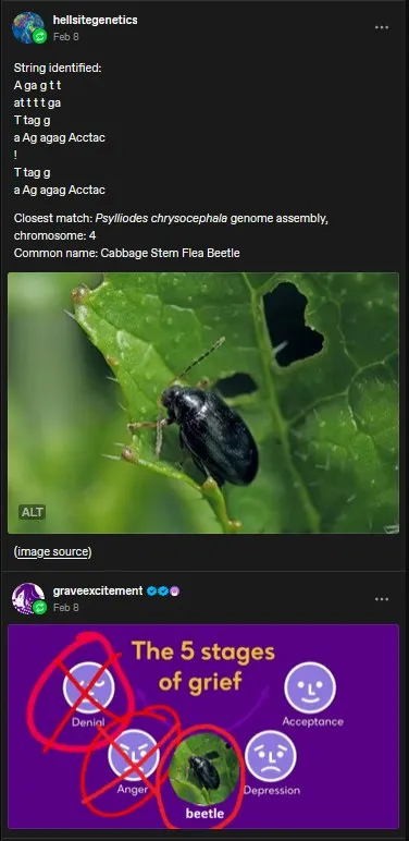 Beetle Identified Through Grief