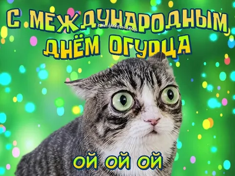Кот в День огурца