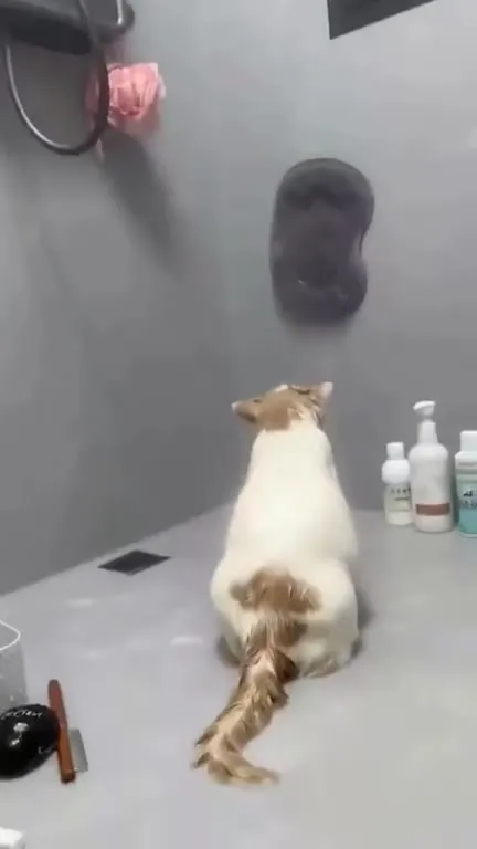 Кот смотрит в стену