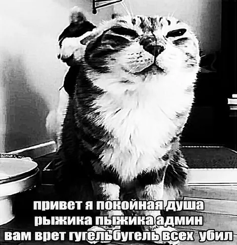 Кот с душой админа