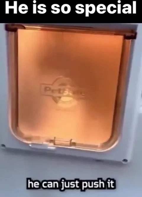 Special Cat Stuck in the Door