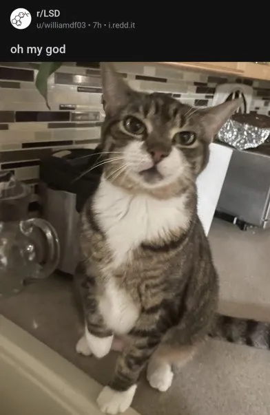 Confused Cat Says Oh My God