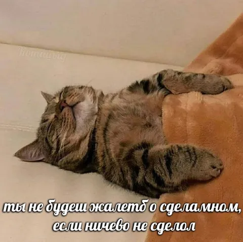 Кот ничего не сделал