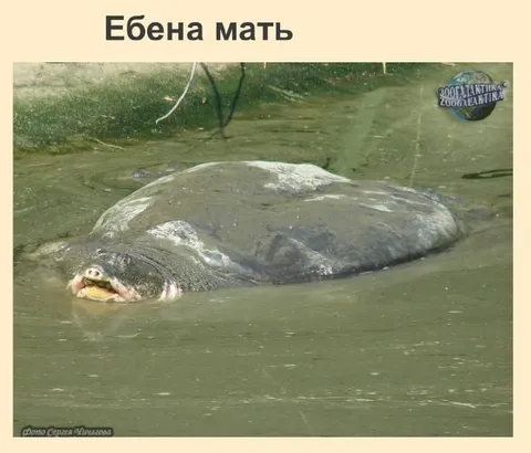 Ебена мать — огромная черепаха