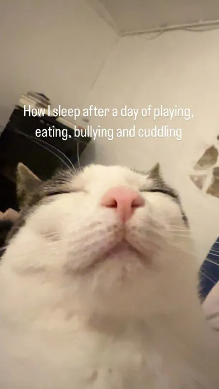 Cat After a Busy Day