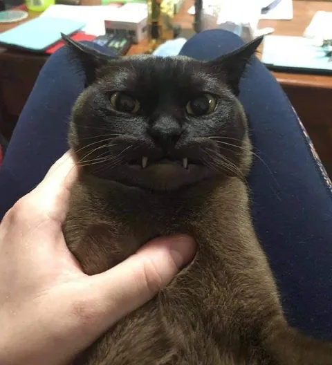 Кот с клыками и сердитым взглядом