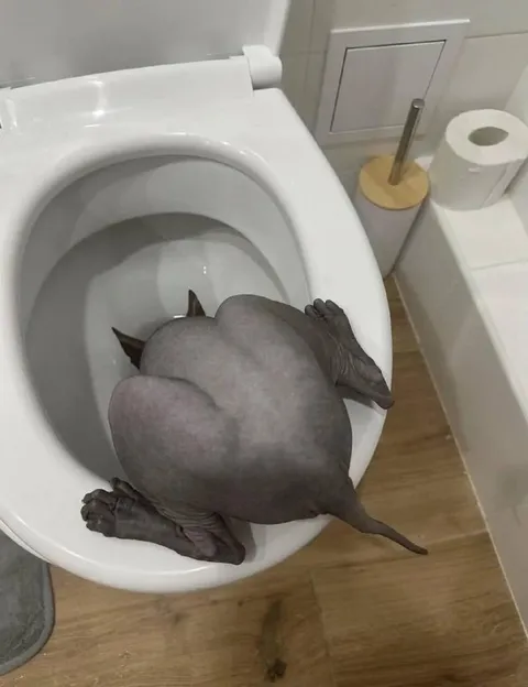 Странное животное в унитазе