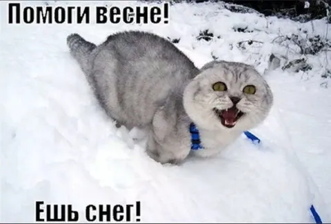 Помоги весне, ешь снег