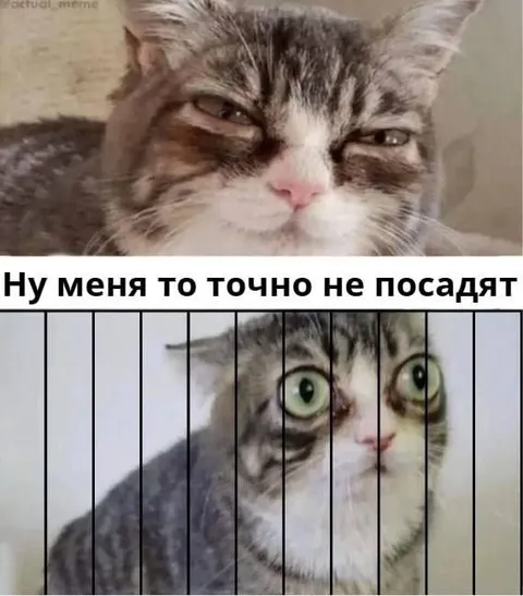 Кот, которого точно не посадят
