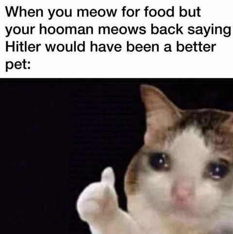 Cat Meows Back at Owner