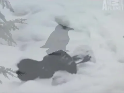 Вороны катаются в снегу