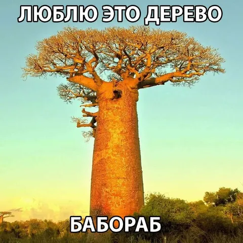 Люблю это дерево — бобраб