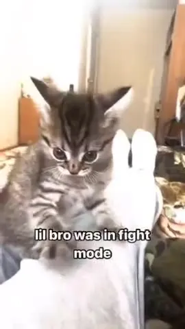 Kitten Enters Fight Mode