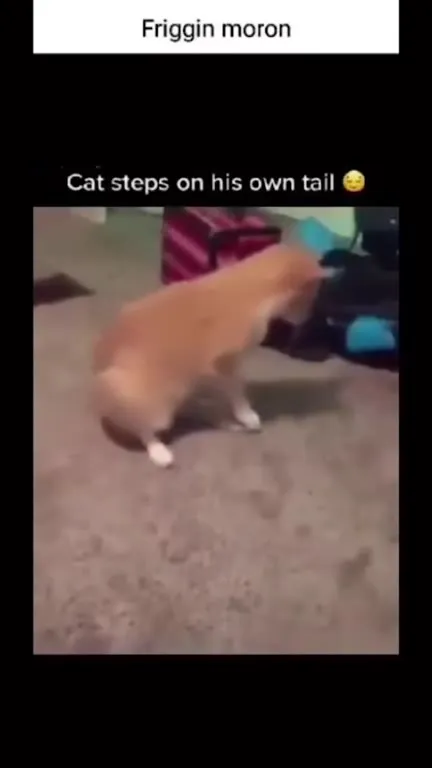 Cat Steps on His Own Tail