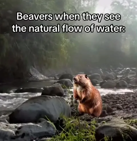 Beaver Sees Natural Water Flow