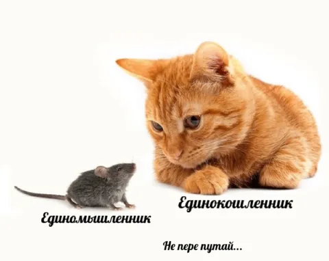 Мышь и кошка единомышленники