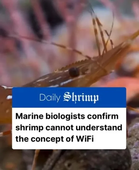 Shrimp Cannot Understand WiFi