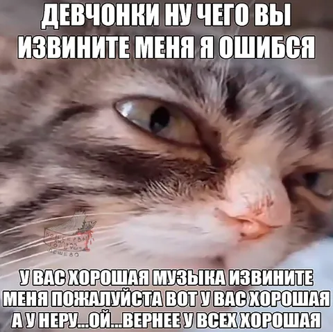 Кот извиняется за ошибку