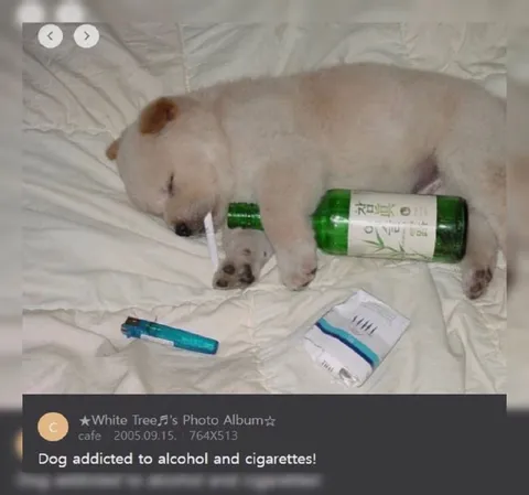 Dog Addicted to Alcohol and Cigarettes