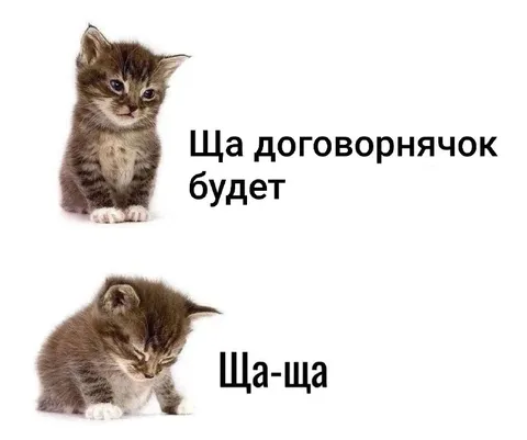 Котёнок и договорнячок