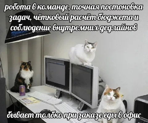 Коты работают в офисе