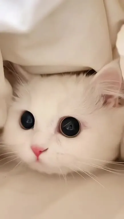 Белый кот под одеялом