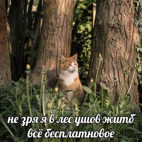 Кот ушёл в лес