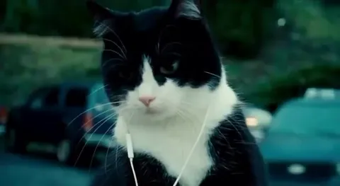 Коты выясняют отношения у машин