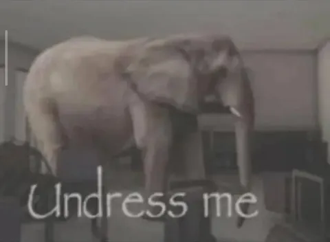 Undress Me Cat Reaction
