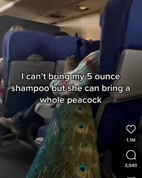 Whole Peacock on the Plane